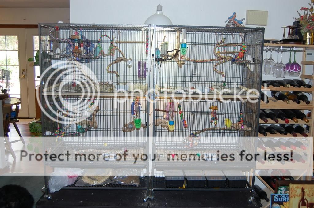 Best Cage SetUp 2013 Bird Show Talk Budgies Forums